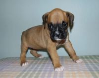 Boxer Puppies for sale in Kansas City, MO 64134, USA. price: NA