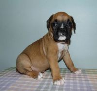 Boxer Puppies for sale in Las Vegas, NV 89129, USA. price: NA