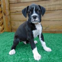 Boxer Puppies for sale in BRWNSBORO VLG, KY 40207, USA. price: NA