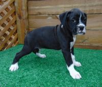 Boxer Puppies for sale in Memphis, TN 38134, USA. price: NA