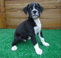 Boxer Puppies for sale in Mesa, AZ 85207, USA. price: NA