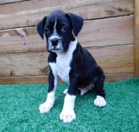 Boxer Puppies for sale in Milwaukee, WI 53202, USA. price: NA