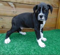 Boxer Puppies for sale in Spring Lake Park, MN 55432, USA. price: NA