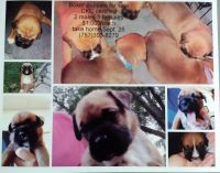Boxer Puppies for sale in Williamsburg, VA 23185, USA. price: NA