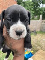 Boxer Puppies for sale in 20529 Hull St, Highland Park, MI 48203, USA. price: NA