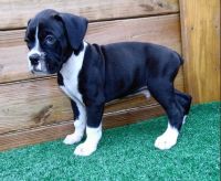 Boxer Puppies for sale in Nashville, TN 37201, USA. price: NA