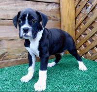Boxer Puppies for sale in Preston Hollow, NY 12469, USA. price: NA