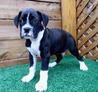 Boxer Puppies for sale in Keyport, NJ 07735, USA. price: NA