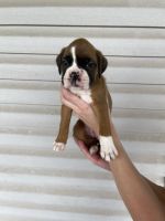 Boxer Puppies for sale in Harrah, OK, USA. price: NA