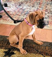 Boxer Puppies for sale in Summerville, GA 30747, USA. price: NA