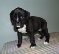 Boxer Puppies for sale in Houston, TX, USA. price: NA