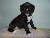 Boxer Puppies for sale in Independence, IA 50644, USA. price: NA