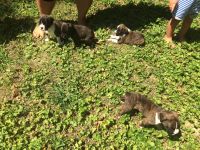 Boxer Puppies for sale in Easton, PA, USA. price: NA