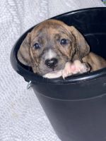 Boxer Puppies for sale in Winter Springs, FL 32708, USA. price: NA