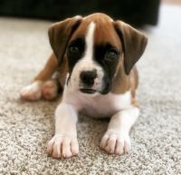 Boxer Puppies for sale in New York, NY, USA. price: NA