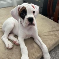 Boxer Puppies for sale in New York, NY, USA. price: NA