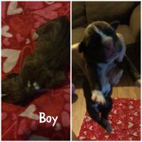 Boxer Puppies for sale in Muskogee, OK, USA. price: NA