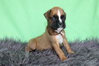 Boxer Puppies for sale in 2779 N 1220 W, Flora, IN 46929, USA. price: NA