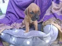Boxer Puppies for sale in Grand Prairie, TX 75051, USA. price: NA