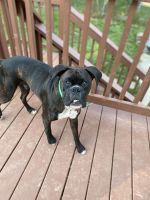 Boxer Puppies for sale in Middletown, VA 22645, USA. price: NA