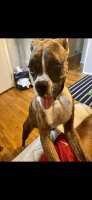 Boxer Puppies for sale in Westbury, NY 11590, USA. price: NA