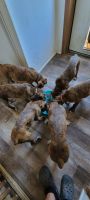 Boxer Puppies for sale in Brownsville, IN, USA. price: NA
