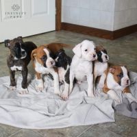 Boxer Puppies for sale in 10100 Baltimore Ave, College Park, MD 20740, USA. price: NA