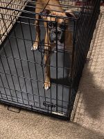 Boxer Puppies for sale in San Antonio, TX, USA. price: NA