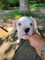Boxer Puppies for sale in Prince George, VA, USA. price: NA