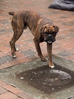 Boxer Puppies for sale in Peabody, MA, USA. price: NA