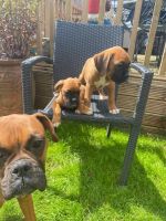Boxer Puppies for sale in Newark, NJ, USA. price: NA