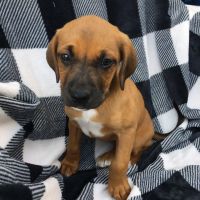 Boxer Puppies for sale in Greenfield, IN 46140, USA. price: NA