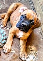 Boxer Puppies for sale in Cleburne, TX, USA. price: NA