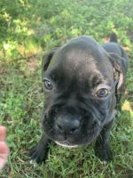 Boxer Puppies for sale in Fort Myers, FL, USA. price: NA