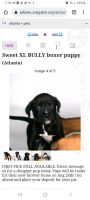Boxer Puppies for sale in Jonesboro, GA 30238, USA. price: NA