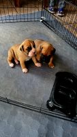 Boxer Puppies for sale in McDonough, GA, USA. price: NA