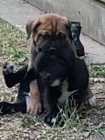 Boxer Puppies for sale in Holiday Island, AR 72631, USA. price: NA