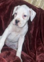 Boxer Puppies for sale in Pasco, WA 99301, USA. price: NA