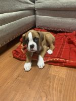 Boxer Puppies for sale in Jersey City, NJ, USA. price: NA