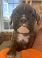 Boxer Puppies for sale in Ventura County, CA, USA. price: NA