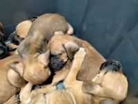 Boxer Puppies for sale in 3939 Harvey Ln, Robstown, TX 78380, USA. price: NA