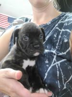 Boxer Puppies for sale in Rush County, IN, USA. price: NA