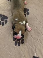 Boxer Puppies for sale in Lexington, SC, USA. price: NA
