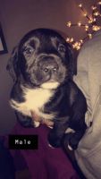 Boxer Puppies for sale in Superior, WI, USA. price: NA