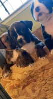 Boxer Puppies for sale in 106 Heather Ln, Waxahachie, TX 75165, USA. price: NA