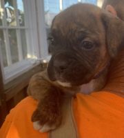 Boxer Puppies for sale in Ventura County, CA, USA. price: NA