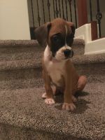 Boxer Puppies for sale in Phoenix, AZ, USA. price: NA