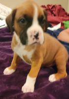 Boxer Puppies for sale in Abilene, TX 79603, USA. price: NA