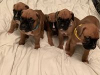 Boxer Puppies for sale in Lima, OH, USA. price: NA