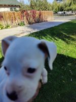 Boxer Puppies for sale in Yakima, WA, USA. price: NA
